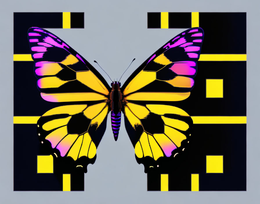 Colorful Butterfly on Abstract Gray Background with Yellow and Black Shapes