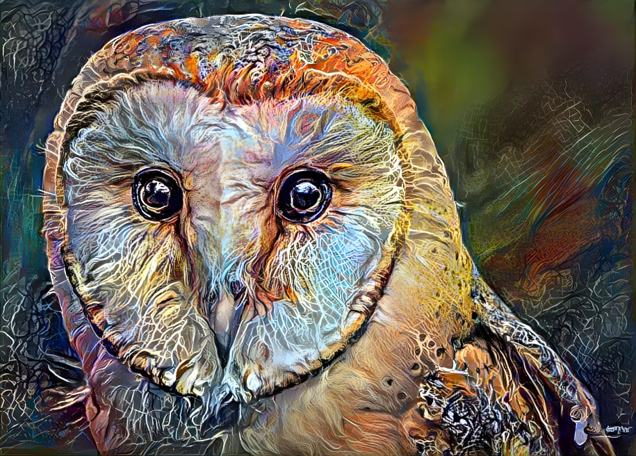 Barn Owl 2