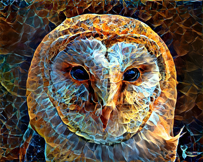 Barn Owl Beauty