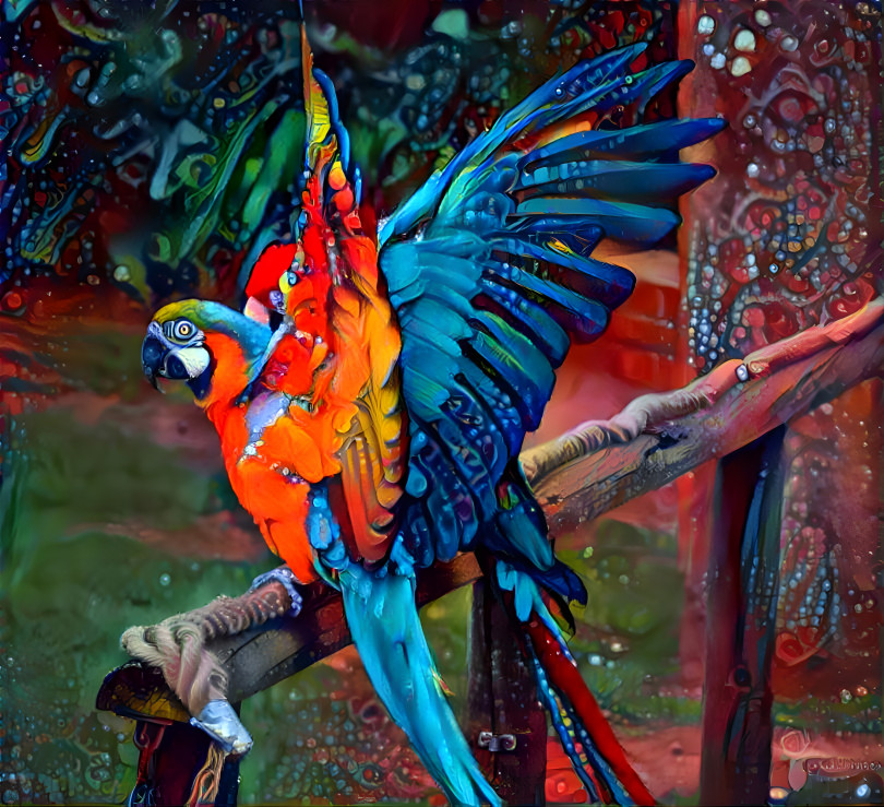 Macaws