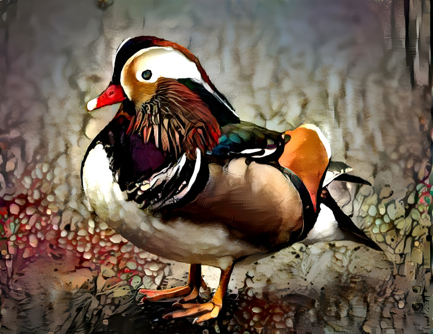 Mandarin Duck