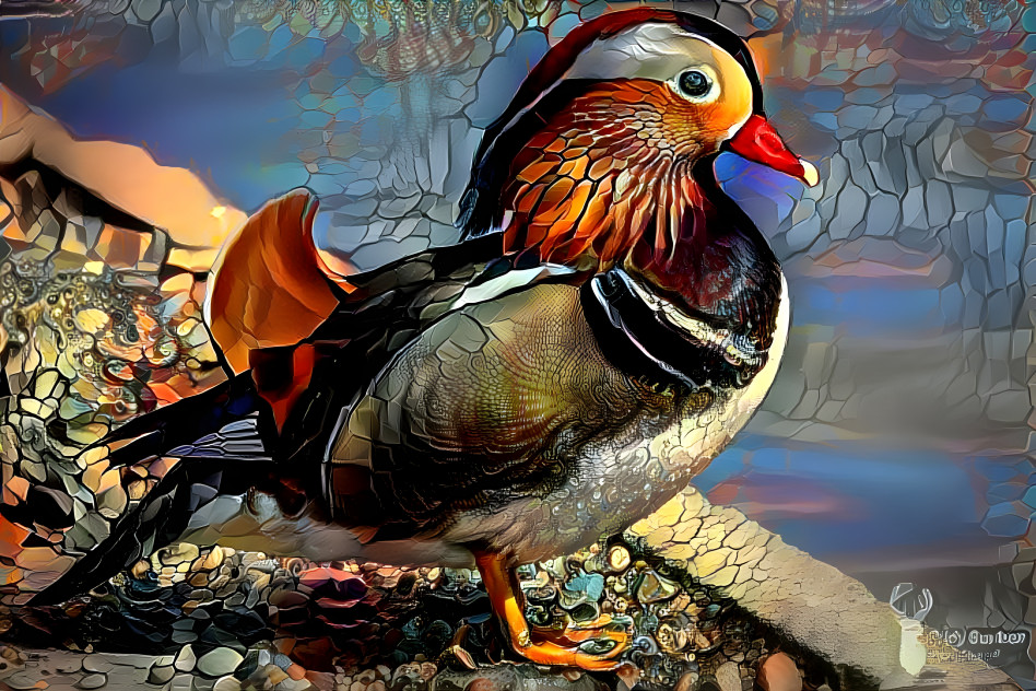 Mandarin Duck