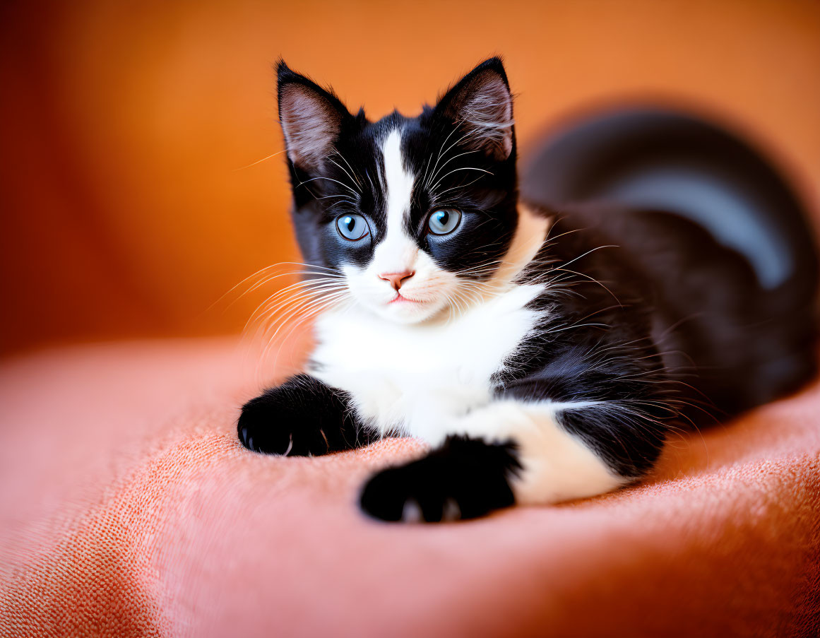 Black and White Kitten with Bright Eyes on Orange Textured Surface