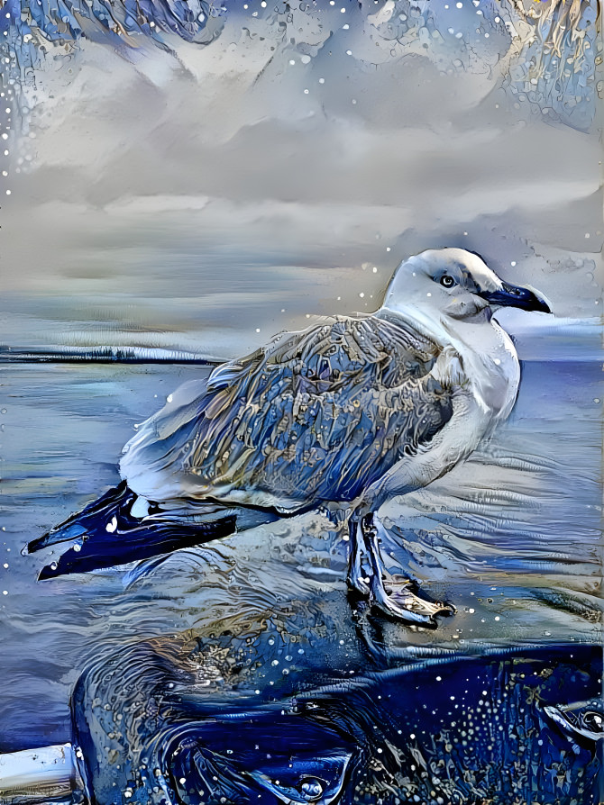 sea gull