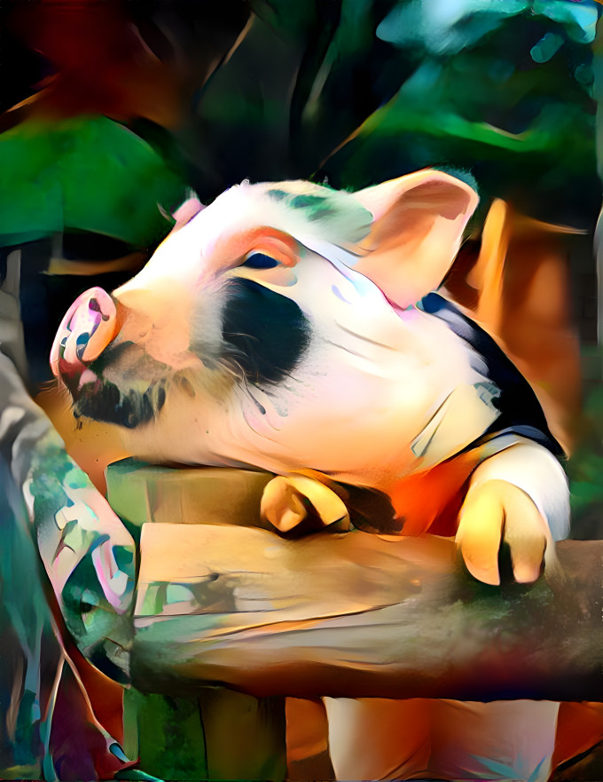 pig