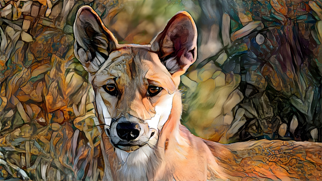 dingo