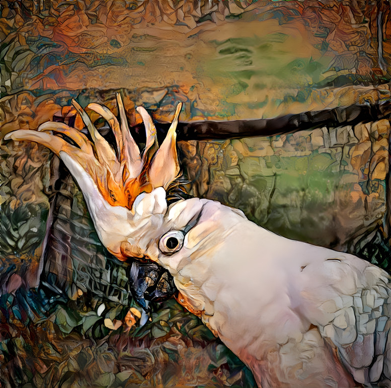 cockatoo