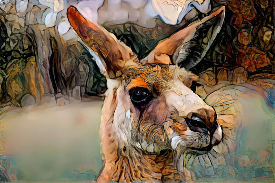 kangaroo