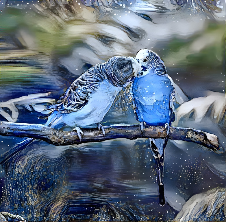 Budgerigar