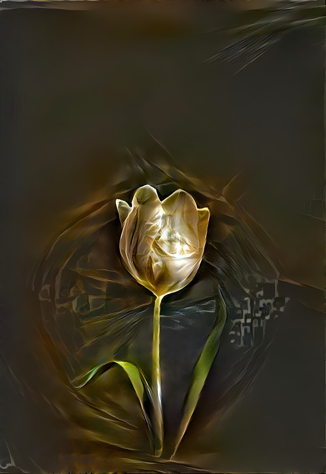 tulip