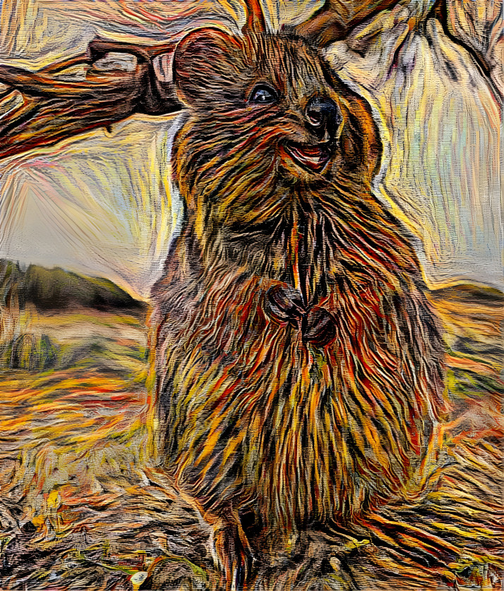 quokka