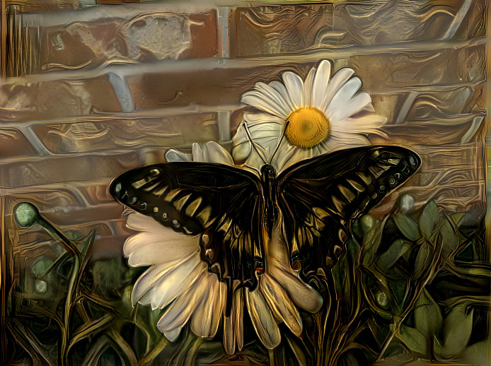 Black butterfly