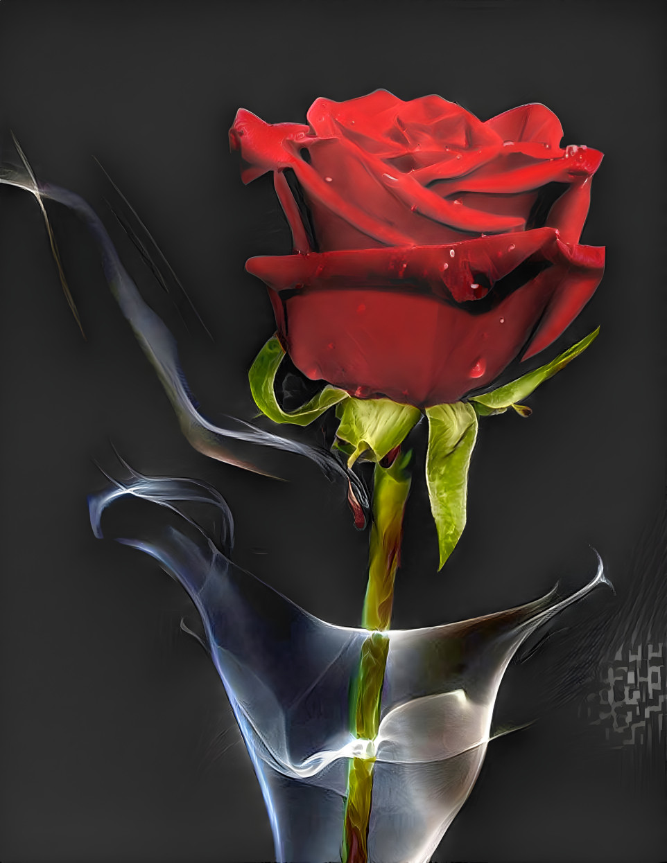 My dream rose