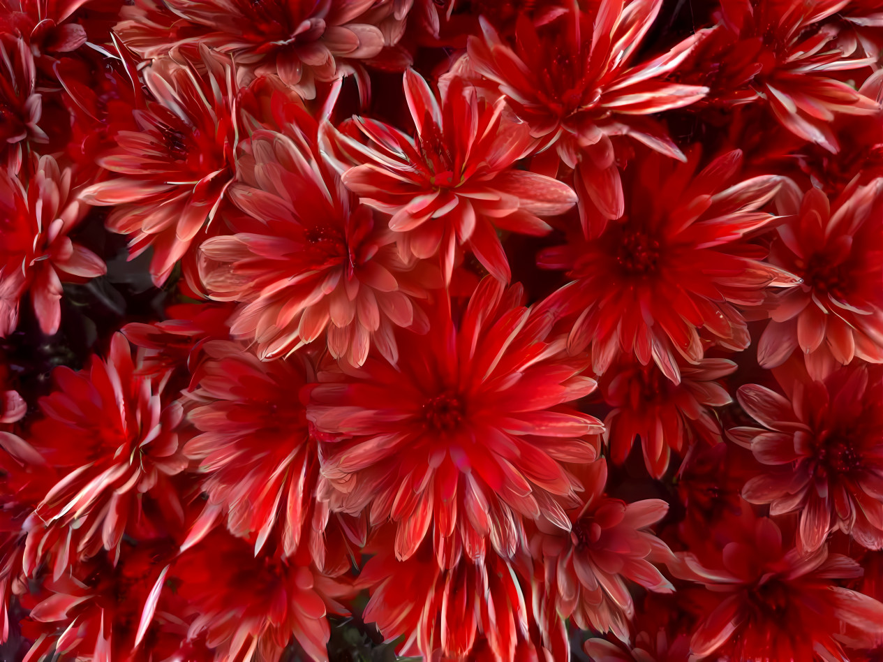 red daisies