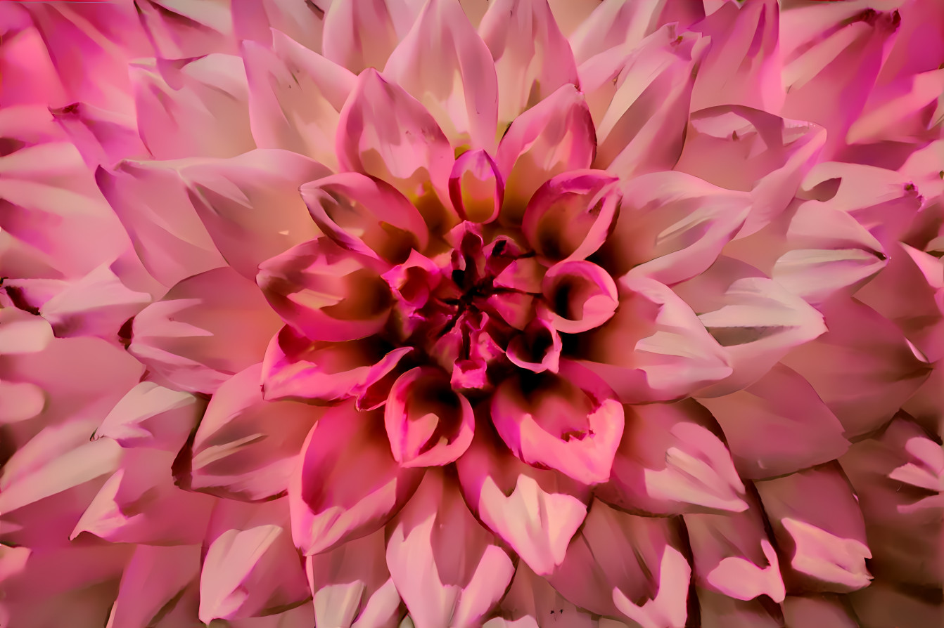 pink white star flower