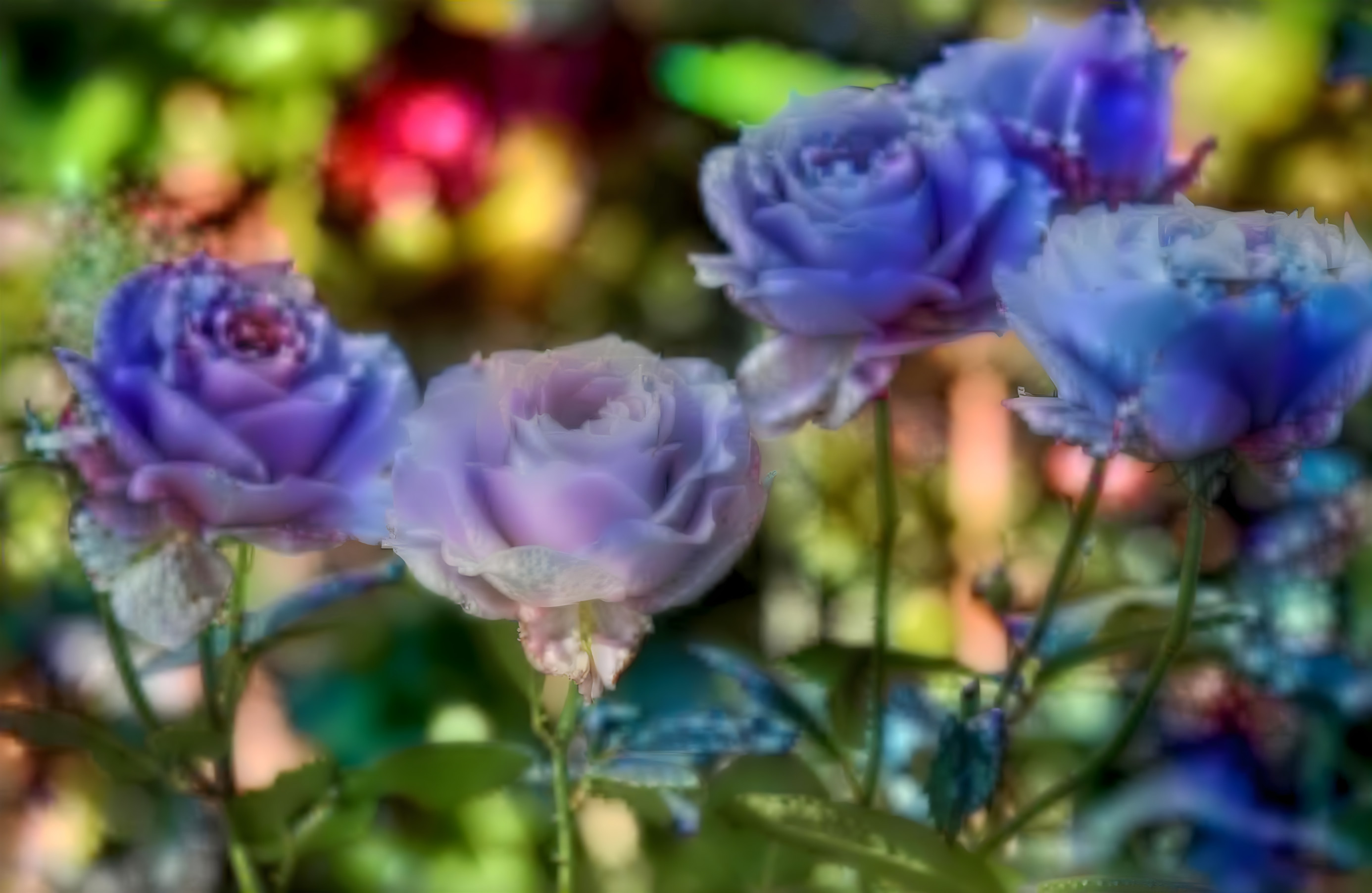 Blue Roses