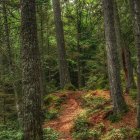 Tranquil Forest Path with Sunlight and Foliage