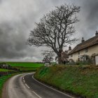 Majestic tree in serene landscape with dramatic sky