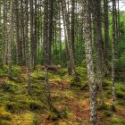 Forest stream in autumn sunlight with vibrant foliage