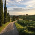 Colorful countryside road painting with tall trees and sunset sky