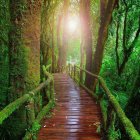 Colorful illustration: Wooden bridge in lush tropical jungle at sunrise or sunset