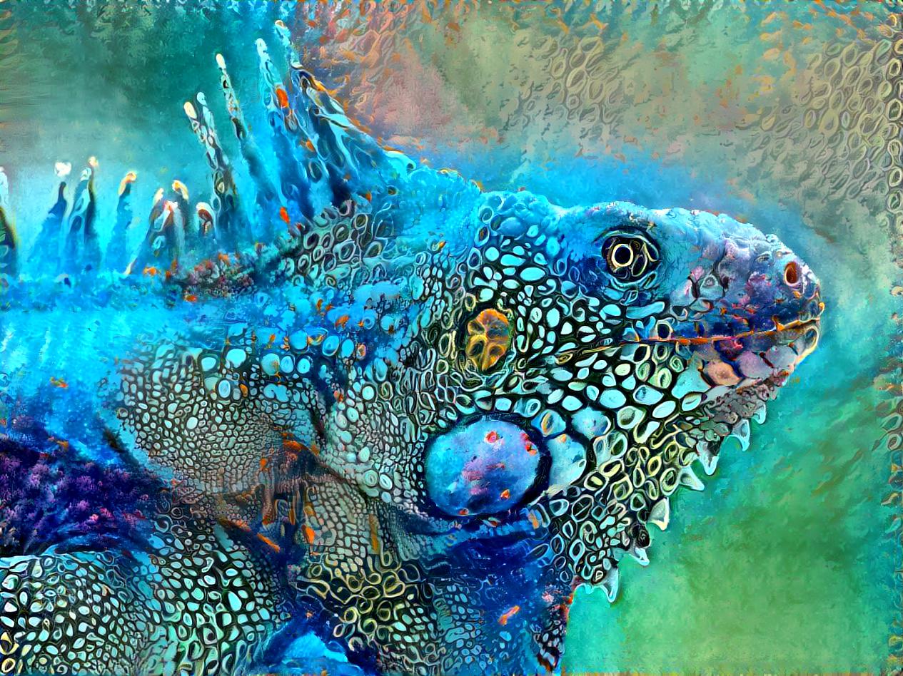 Iguana 