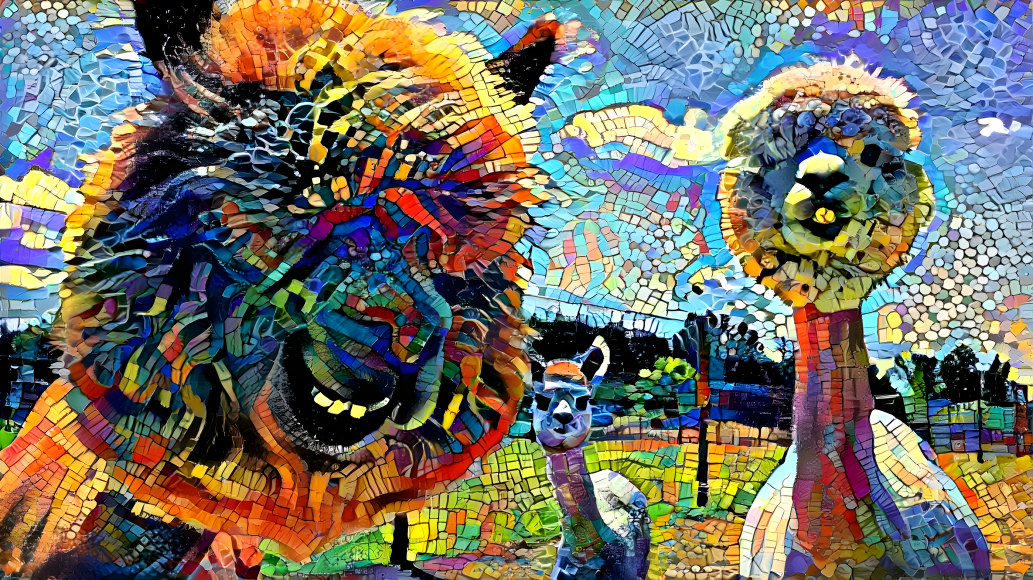 alpacas