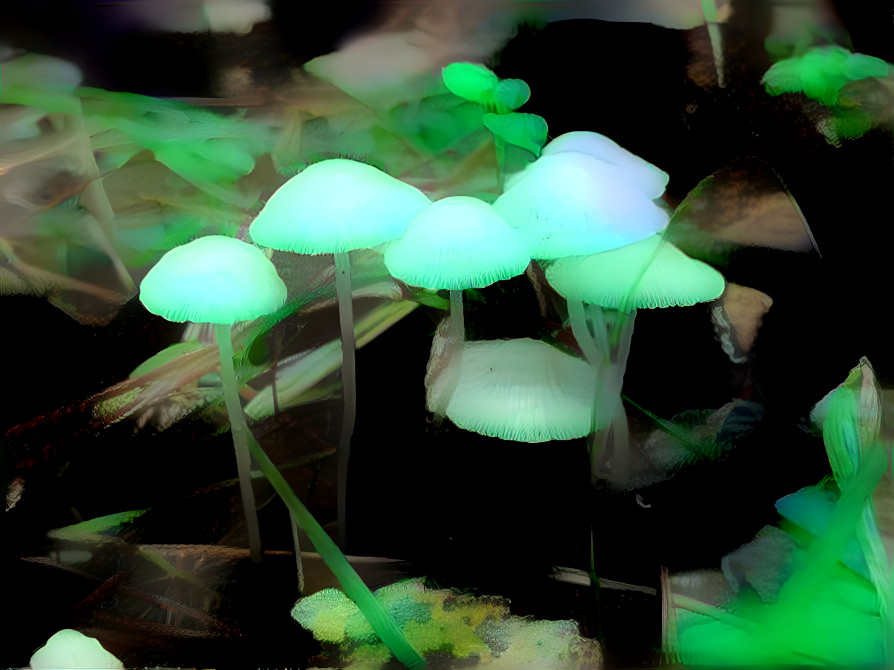 Mycena sp.