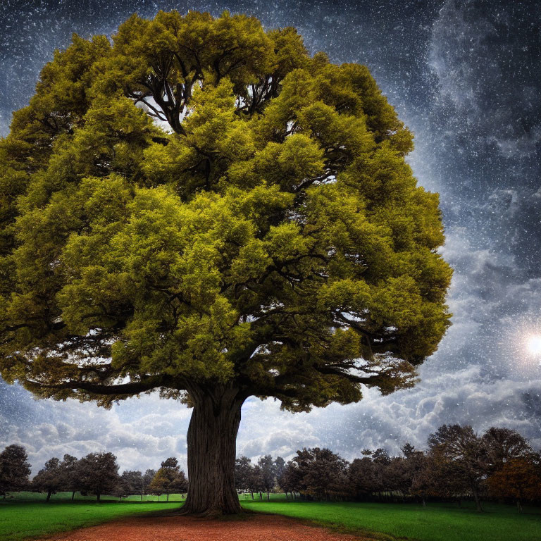 Majestic tree with lush foliage under starry night sky and serene landscape.