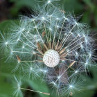 Blue butterfly over white dandelions in vibrant painting