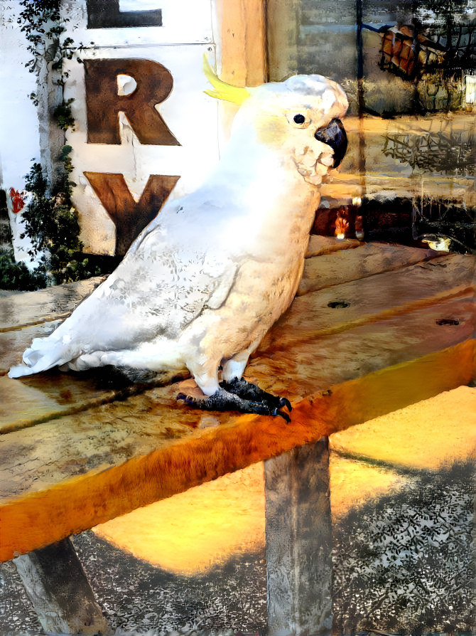 sulphur  crested cockatoo