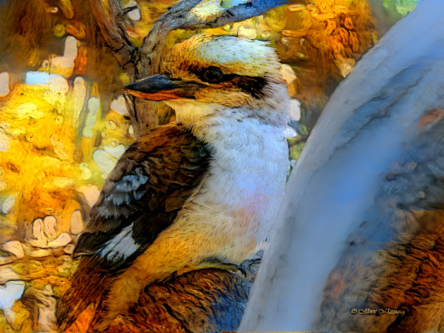 Kookaburra