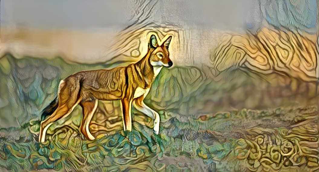 Ethiopian Wolf