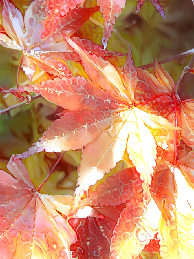 Japanese Maple