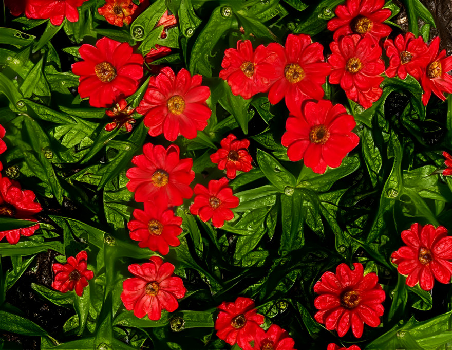 Zinnias