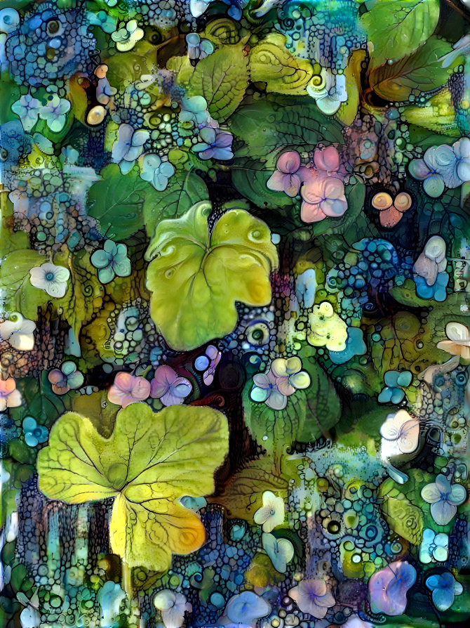 hydrangeas