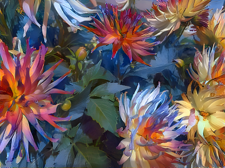 rainbow dahlias