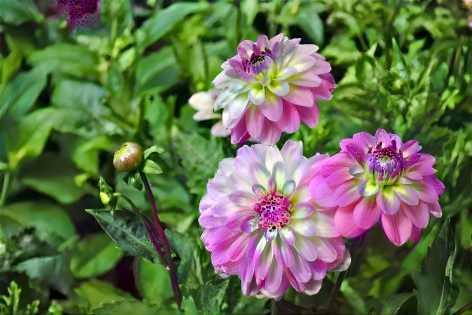 foxy dahlias