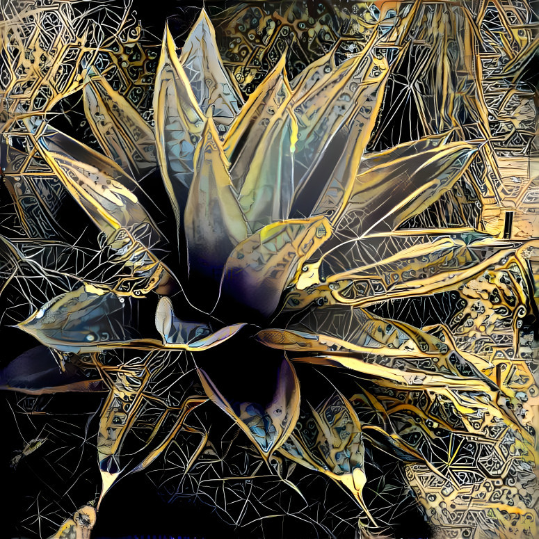 agave