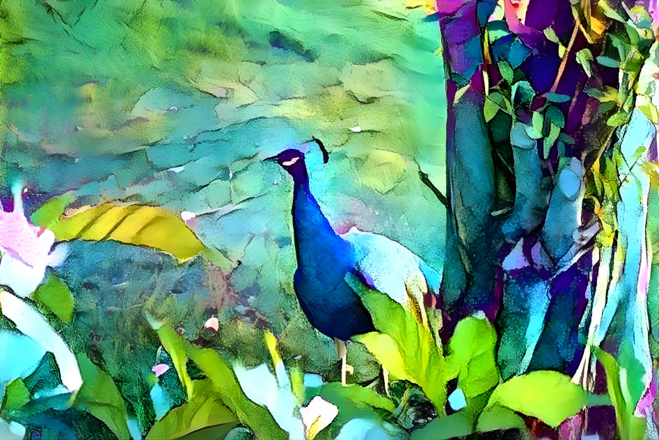 peacock