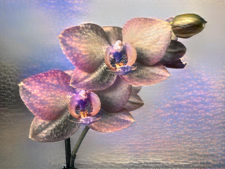 orchid dream