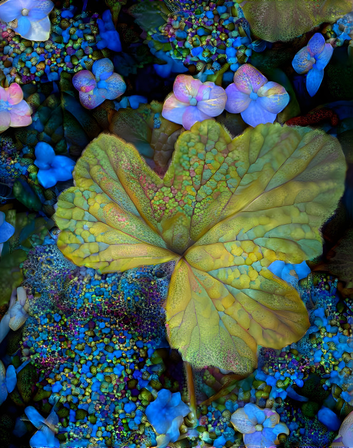 hydrangea leaf