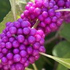 Ripe Purple Grapes Hanging on Vine with Green Leaves