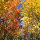 Cozy autumn cabin with pumpkins in vibrant foliage