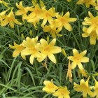 Yellow lilies painting with blooming flowers and buds on green background