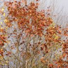 Vibrant pink and orange flowers blooming on trees under a soft sky