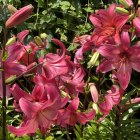 Vibrant Pink Lilies with Reddish Hues in Dense Floral Arrangement