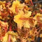 Vibrant orange flowers with pink stamens on dark green leaves.