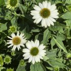 White Flowers with Green Centers Surrounded by Foliage & Yellowish-White Blossoms