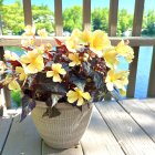 Vibrant yellow flowers in decorative pot on wooden deck